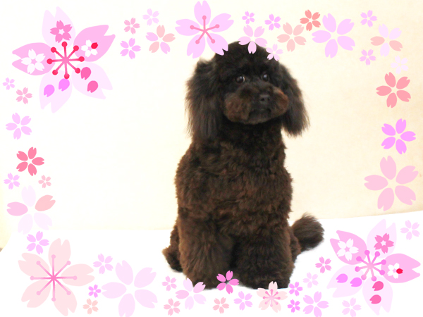 ４月で１歳になりました☆